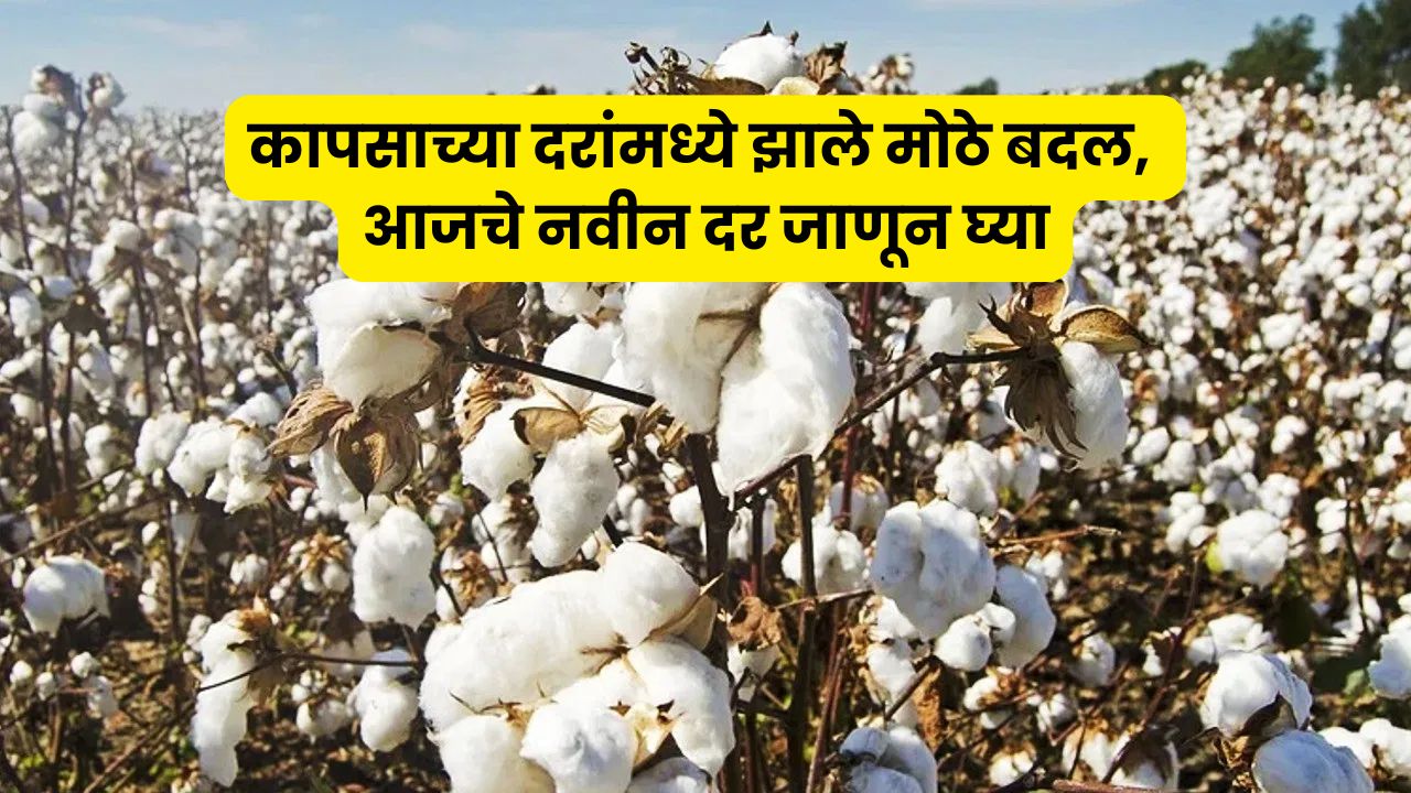 cotton rates